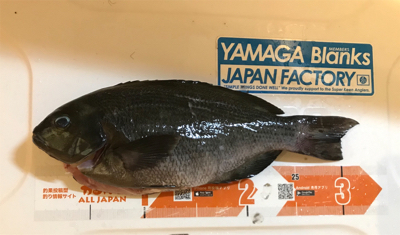 ツユグレリベンジ