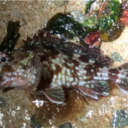 ロックパーティー