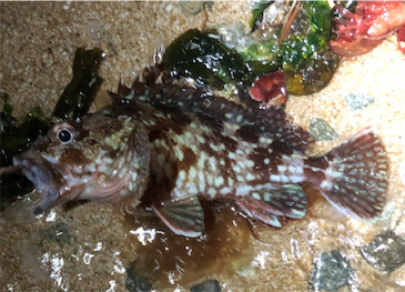 ロックパーティー