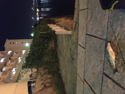 多々良川河口でチニング