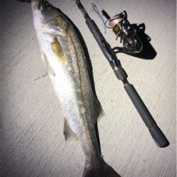 ナイトシーバス!