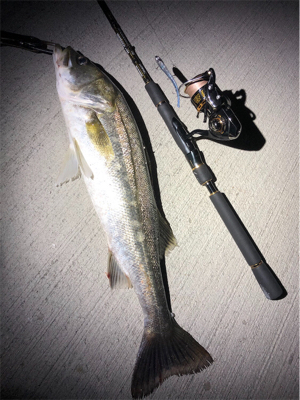 ナイトシーバス！