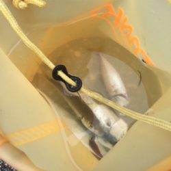 短時間アジング