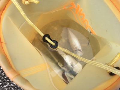 短時間アジング