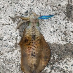 昼過ぎ2時からのエギング!