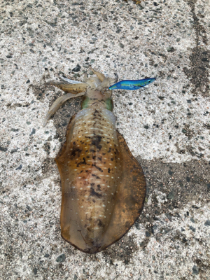 昼過ぎ2時からのエギング!