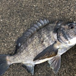 エビ撒き　活性が高い