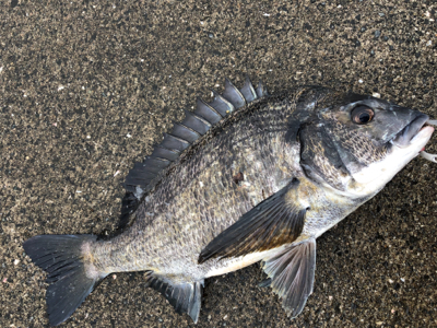 エビ撒き　活性が高い