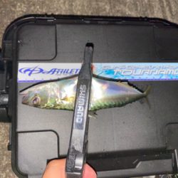 アジングアジング楽しいな