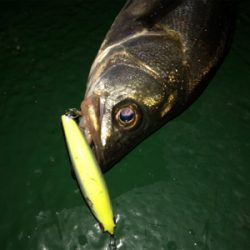 サイズも数も出ない