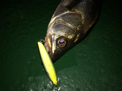 サイズも数も出ない