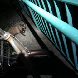 タヌキに要注意！