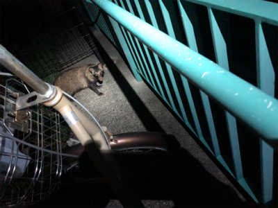 タヌキに要注意！