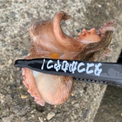 日曜日は朝タコ!