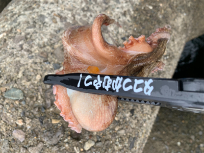 日曜日は朝タコ!