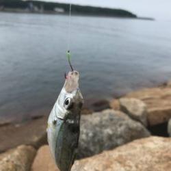 キス引き釣り(^^)