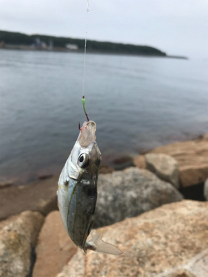 キス引き釣り(^^)