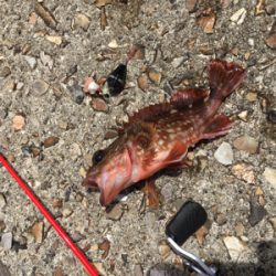 小さなカサゴばかり…