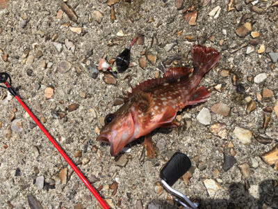 小さなカサゴばかり…