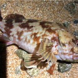 ジグ単ガシリング