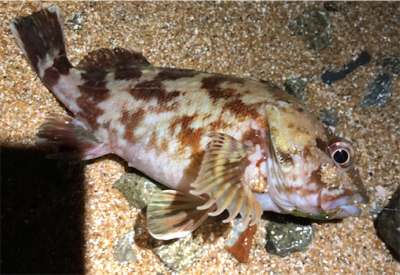 ジグ単ガシリング