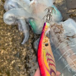 まだまだいた！デカイカで墨付け完了