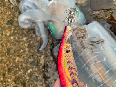 まだまだいた！デカイカで墨付け完了