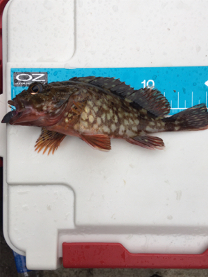 風　強っ（笑）