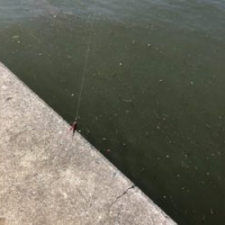 アジング兼サバゲー