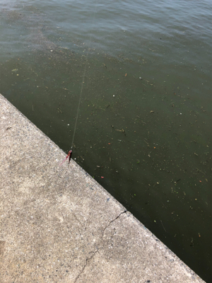 アジング兼サバゲー