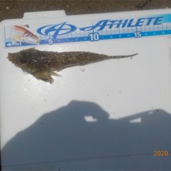 海水浴シーズンはじまる