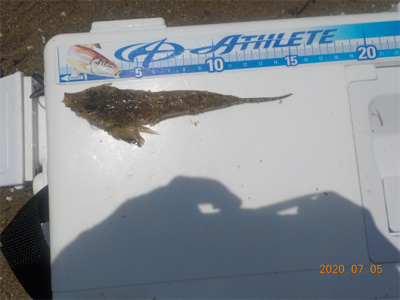 海水浴シーズンはじまる