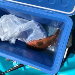 7月で釣れるとは‥笑