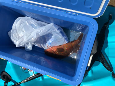 7月で釣れるとは‥笑