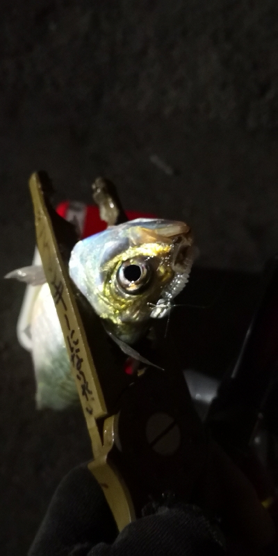 アジング練習 164