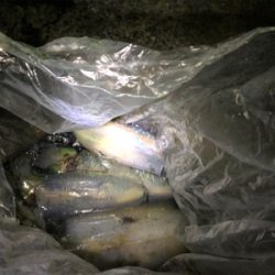 用事ついでのエギング