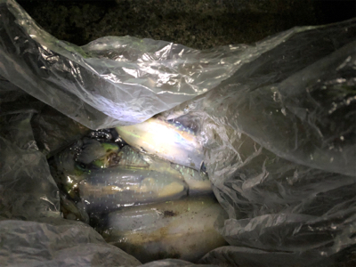 用事ついでのエギング