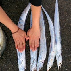 ルアーが餌になった日