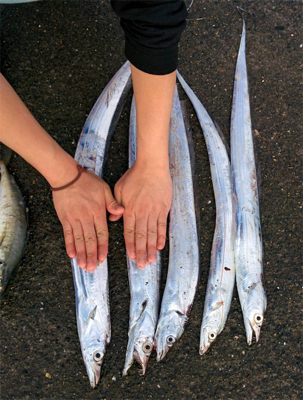 ルアーが餌になった日