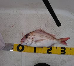 まあまあの釣果