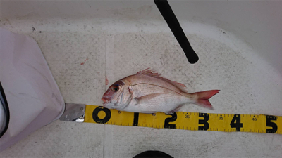 まあまあの釣果