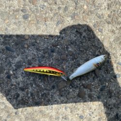 何でもいいから釣れろ。　黒が来た。