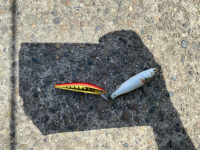 何でもいいから釣れろ。　黒が来た。