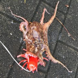 雨上がりタコ調査