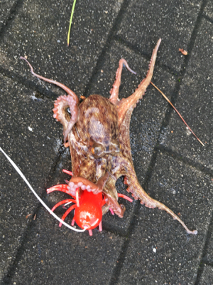 雨上がりタコ調査