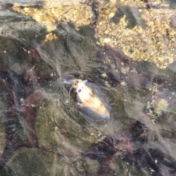 久しぶりに釣れた