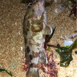 好調サーフロック