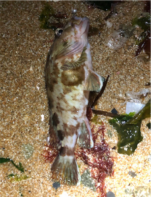 好調サーフロック