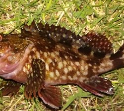 アジング1850〜1930 2110〜2146