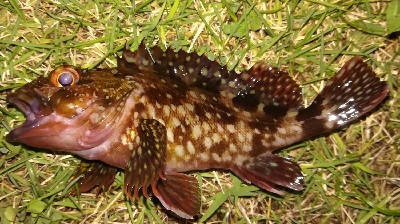 アジング1850〜1930 2110〜21…